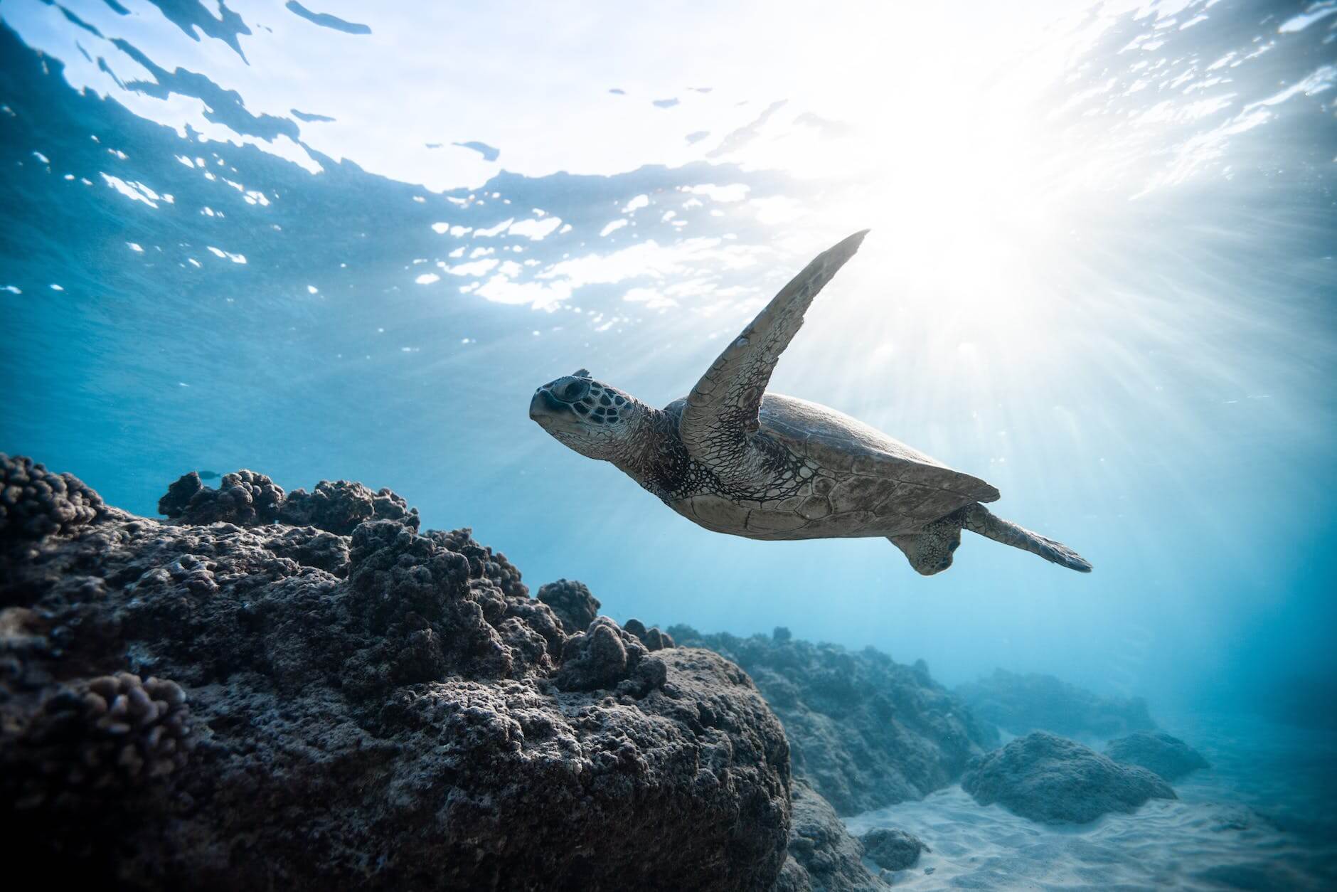 photo of sea turtle
